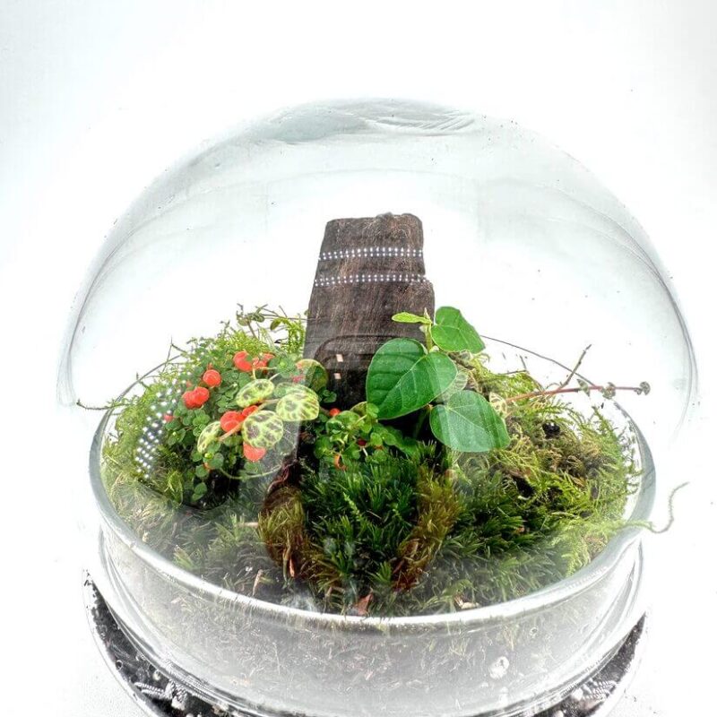 Beautiful terrarium showcasing a miniature woodland ecosystem with vibrant plants and natural decor.