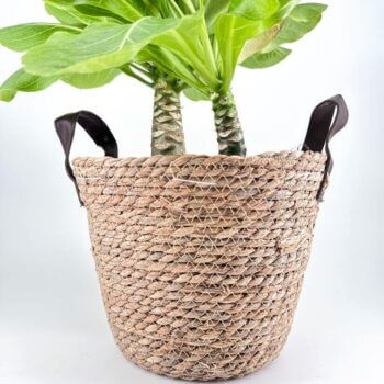 Woven basket planter with vibrant green plant, perfect for home or office decor.