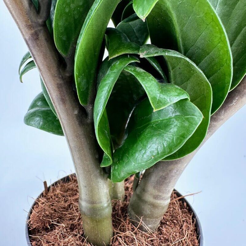 Vibrant Close-Up of a Healthy Green Plant Vibrant close-up of a healthy lush green plant with glossy leaves and sturdy stems.