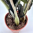 Close-up of a healthy zz plant in a terracotta pot, showcasing vibrant leaves and soil.