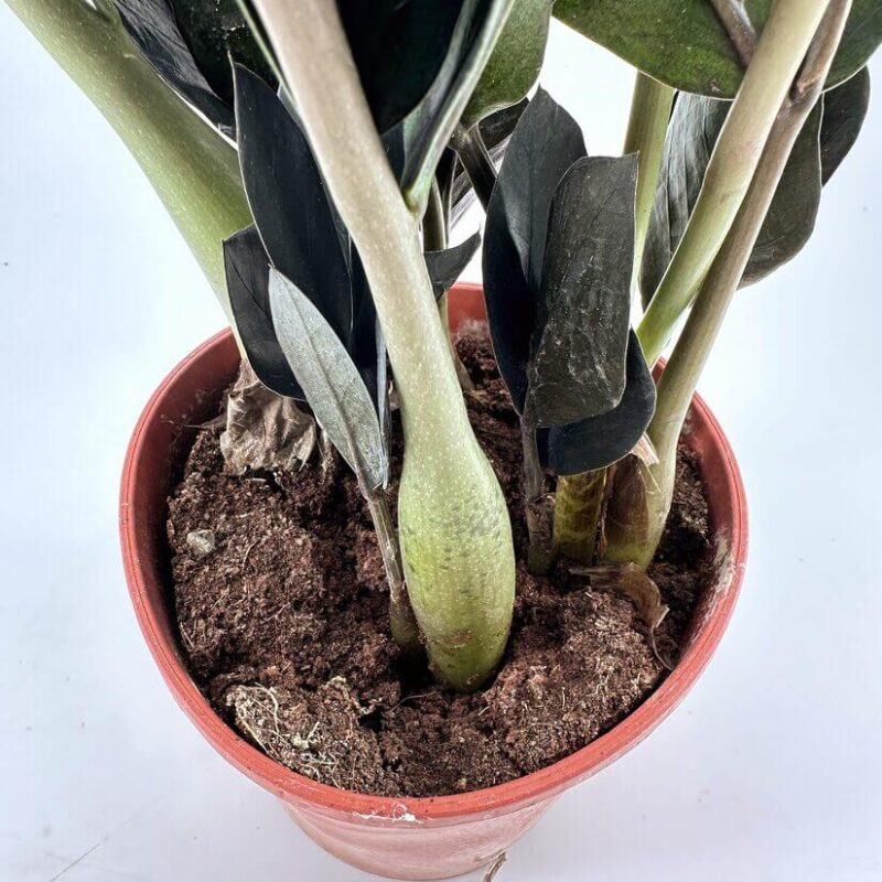 Vibrant ZZ Plant in Terracotta Pot Close-Up Close-up of a healthy zz plant in a terracotta pot, showcasing vibrant leaves and soil.