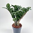 Vibrant ZZ plant in a grey pot, showcasing lush green foliage and healthy growth.