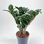 Zamioculcas zamiifolia Zenzi ZZ Dwarf Plant