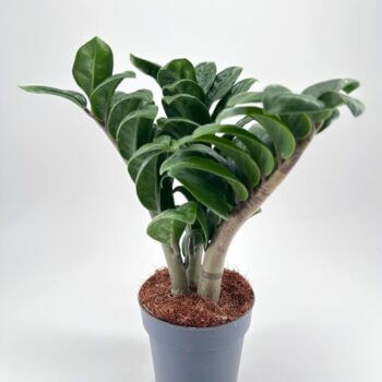 Vibrant ZZ plant in a grey pot, showcasing lush green foliage and healthy growth.
