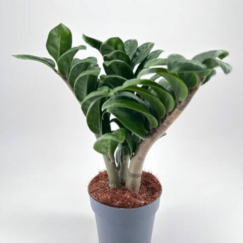 Vibrant ZZ plant in a grey pot, showcasing lush green foliage and healthy growth.