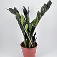 Healthy ZZ plant in a terracotta pot, ideal for indoor gardening and low maintenance spaces.