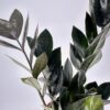 Zamioculcas Raven Black ZZ Emerald Palm
