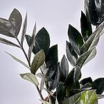 Zamioculcas Raven Black ZZ Emerald Palm