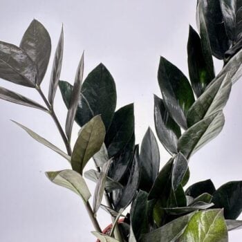 Lush zz plant with glossy leaves in a terracotta pot enhances indoor gardening aesthetics.