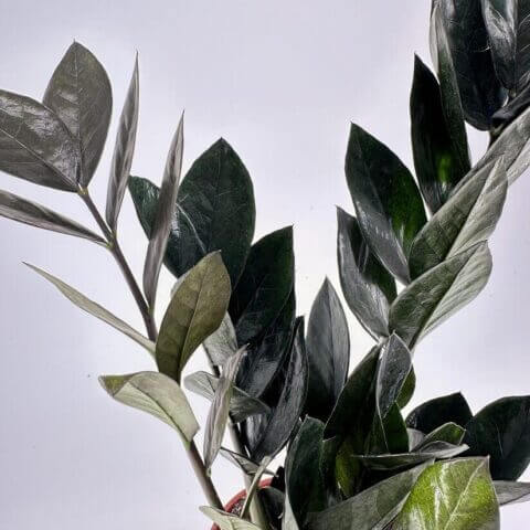 Lush zz plant with glossy leaves in a terracotta pot enhances indoor gardening aesthetics.