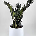 Lush zz plant in a sleek modern white pot, enhancing contemporary indoor decor.