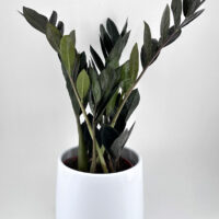 Lush zz plant in a sleek modern white pot, enhancing contemporary indoor decor.