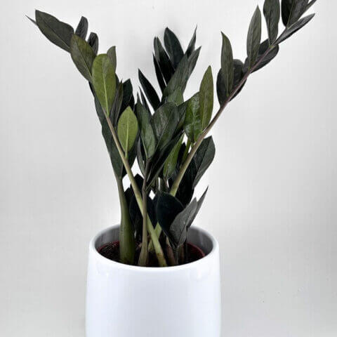 Lush zz plant in a sleek modern white pot, enhancing contemporary indoor decor.
