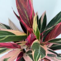 Close up of Stromanthe Triostar leaves showing deep pink, green and cream variegation
