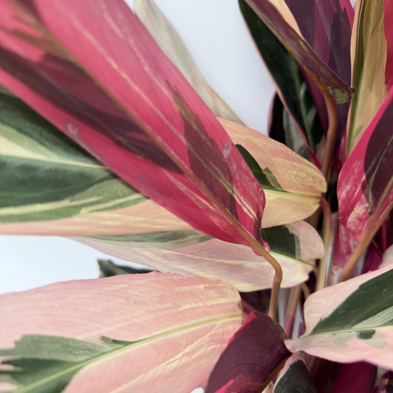Calathea Triostar Stromanthe Prayer Plant Close up of Stromanthe Triostar leaf texture with pink, cream and green colour patterns