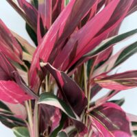 Stromanthe Triostar plant foliage showing layered pink and green leaves from the side