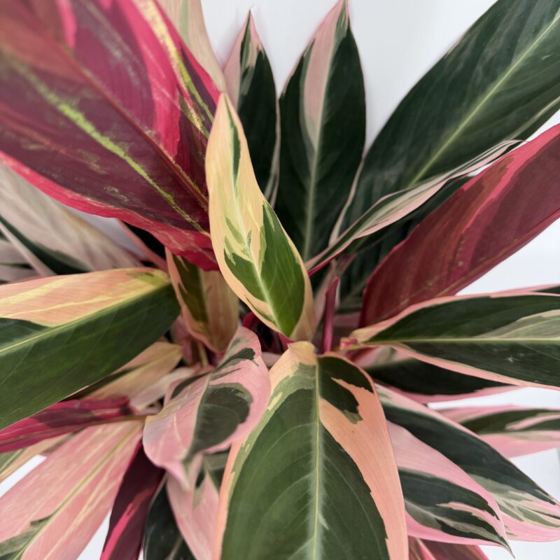 Calathea Triostar Stromanthe Prayer Plant Top view of Stromanthe Triostar houseplant showing colourful pink, green and cream variegated leaves arranged in a full rosette shape