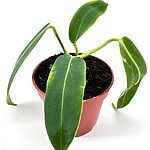 Queen Anthurium Waroc Warocqueanum