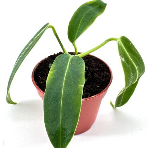 Young potted Vibrant Young Anthurium Waroc plant in hand with red manicure, showcasing vibrant leaves and terracotta pot.