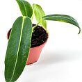 Young Anthurium Waroc plant in terracotta pot with glossy green leaves on a minimalist white background.