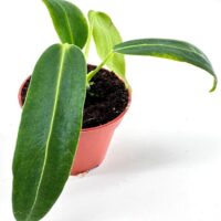 Young Anthurium Waroc plant in terracotta pot with glossy green leaves on a minimalist white background.