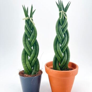 Braided potted plants in stylish terracotta and black pots, showcasing elegant greenery and design.