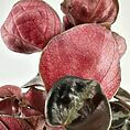 Vibrant plant leaves in rich burgundy and green showcase intricate textures and stunning colours.