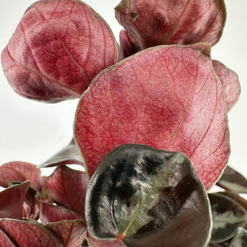 Elegant Burgundy and Green Plant Leaves Close-Up Vibrant plant leaves in rich burgundy and green showcase intricate textures and stunning colours.