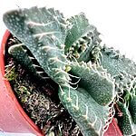 Faucaria Tuberculosa Super Warty