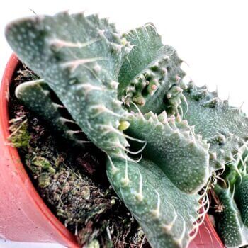 Lush cactus in terracotta pot, showcasing vibrant green leaves and natural textures.