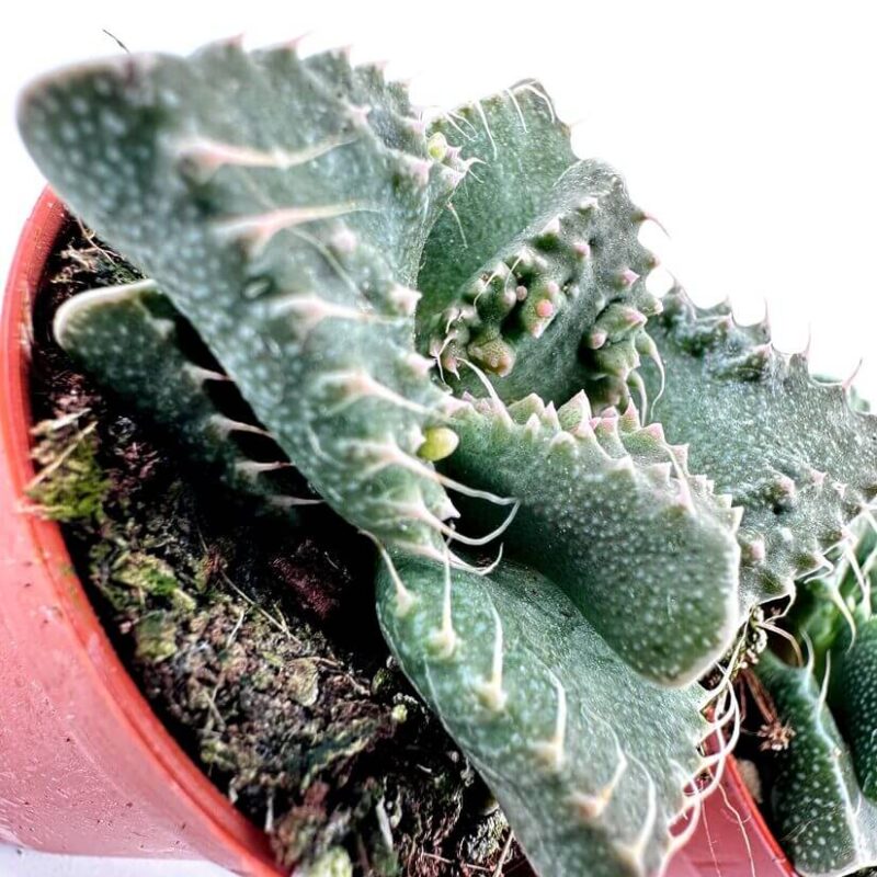 Lush cactus in terracotta pot, showcasing vibrant green leaves and natural textures.