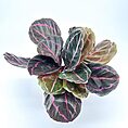 Striking houseplant with dark green leaves and pink veining, perfect for home decor.