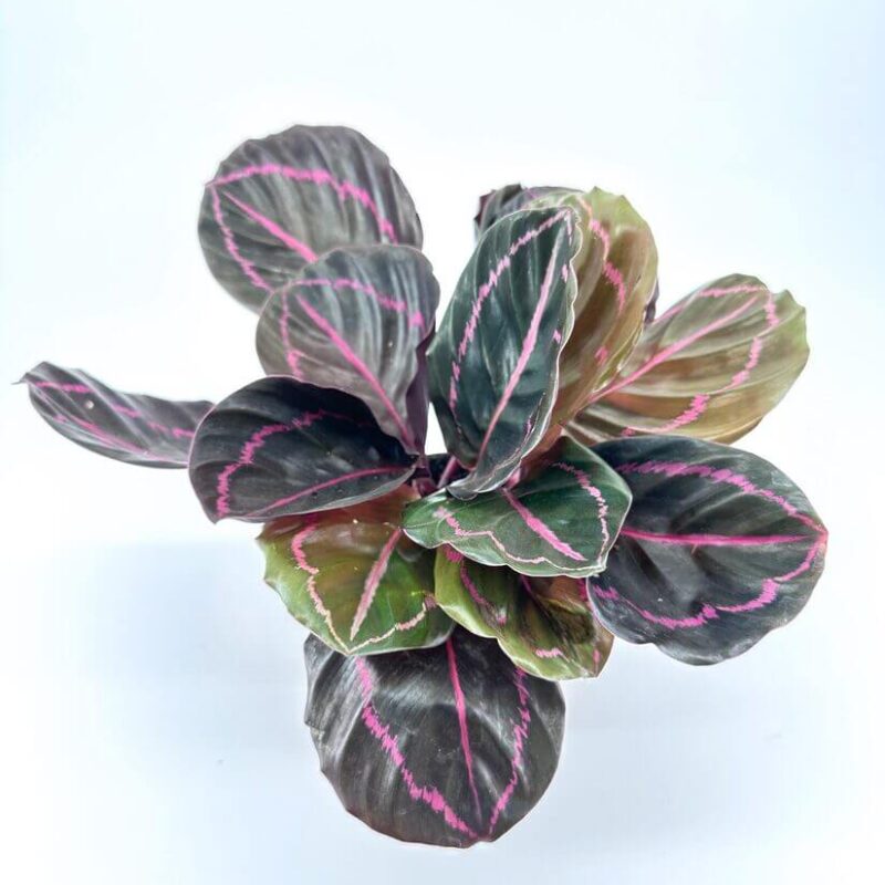 Stunning Houseplant with Pink Veined Leaves Striking houseplant with dark green leaves and pink veining, perfect for home decor.