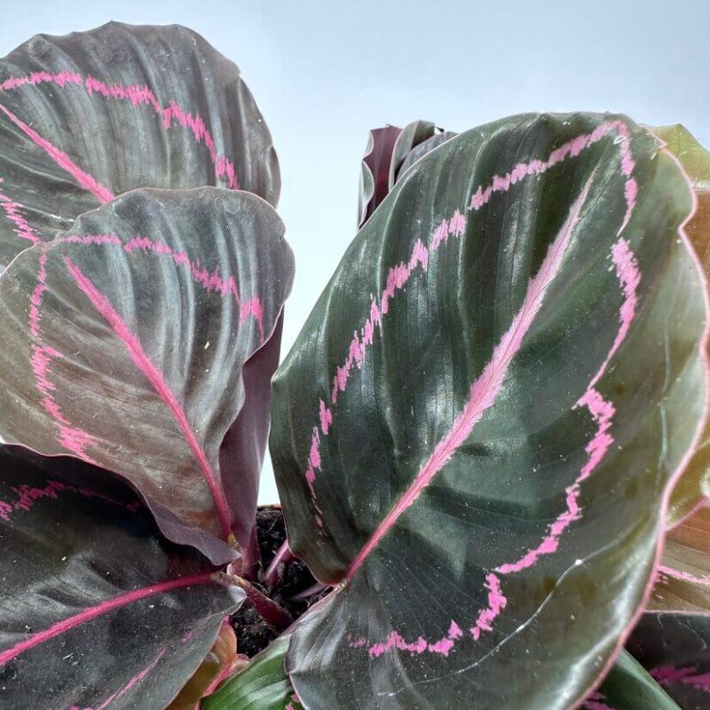 Stunning Calathea Leaves with Pink Stripes and Rich Colours Vibrant calathea leaves showcase deep green and burgundy hues with striking pink stripes.