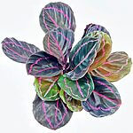 Calathea Roseopicta Dottie