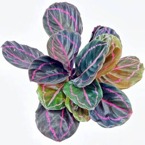 Vibrant Calathea plant with striking green, purple leaves and pink veins on a white background.