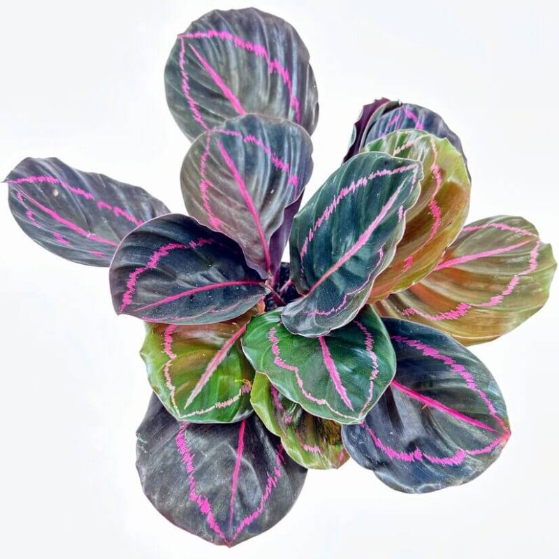 Vibrant Calathea plant with striking green, purple leaves and pink veins on a white background.