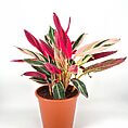 Vibrant calathea houseplant with multicoloured leaves in a terracotta pot on a white background.