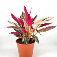 Vibrant calathea houseplant with multicoloured leaves in a terracotta pot on a white background.
