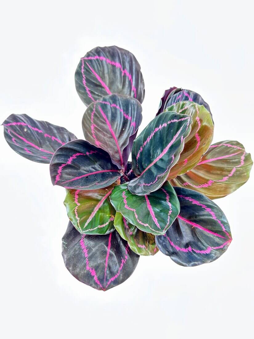 Vibrant Calathea plant with striking green, purple leaves and pink veins on a white background.