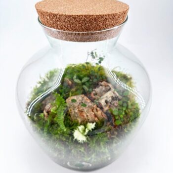 Beautiful terrarium with moss, plants, and bark in a glass jar with cork lid.