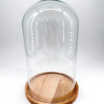 Elegant glass cloche with wooden base, perfect for showcasing decorative items or specimens.
