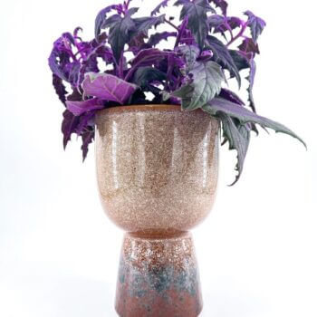 Stylish coleus plant in unique two-tone pot, showcasing vibrant foliage against a white background.