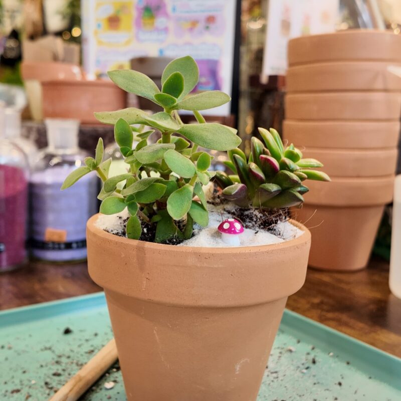 DIY Succulent Garden Kit With Step-By-Step Guides DIY Succulent Garden Kit With Step-By-Step Guides