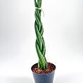 Twisted green plant in modern pot with decorative ribbon on a neutral background.