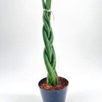 Twisted green plant in modern pot with decorative ribbon on a neutral background.