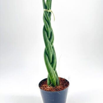 Twisted green plant in modern pot with decorative ribbon on a neutral background.