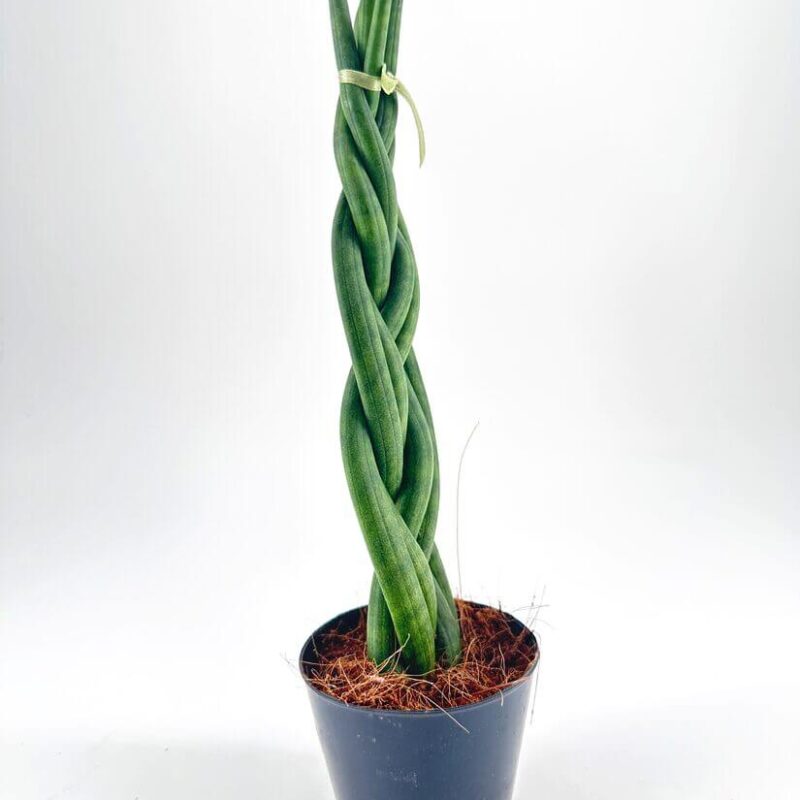 Elegant Twisted Green Plant in Modern Pot Twisted green plant in modern pot with decorative ribbon on a neutral background.