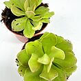 Vibrant green succulent plants thriving in terracotta pots for stylish indoor decor.