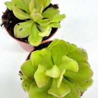 Vibrant green succulent plants thriving in terracotta pots for stylish indoor decor.
